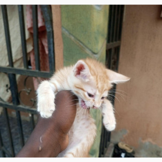 1-3 months Female Purebred Bengal