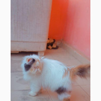6-12 months Female Purebred Persian