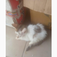3-6 months Female Mixed Breed Exotic