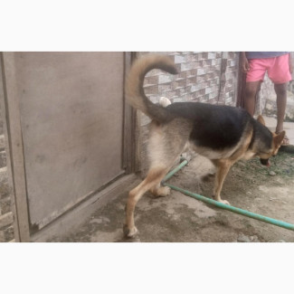 1 Year Pure Bred Male Female German Shepherd