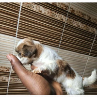 0-1 month Male Purebred Lhasa Apso