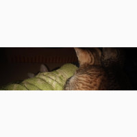 American Shorthair Female Kitten Available
