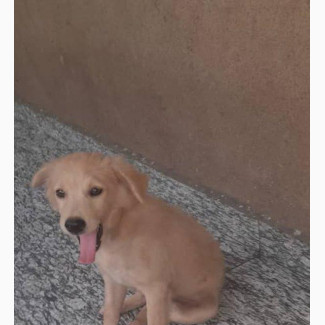 Female Mixed Breed Samoyed Puppy 1-3 Months