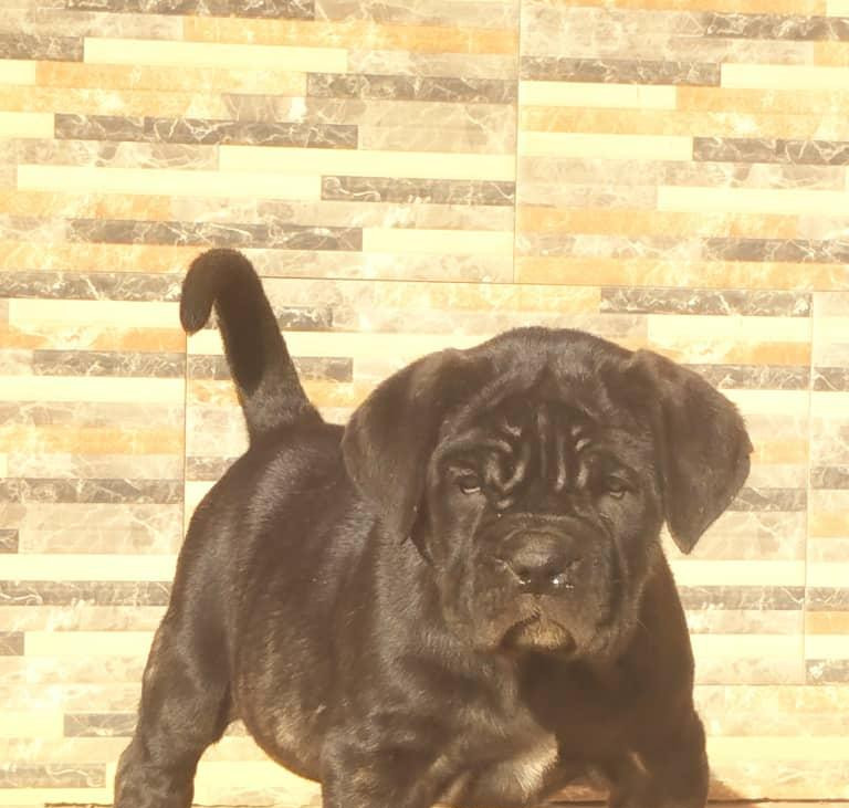Фото 1/1. 1-3 months Female Purebred Neapolitan Mastiff