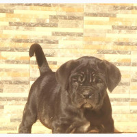 1-3 months Female Purebred Neapolitan Mastiff