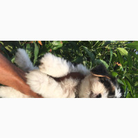 Purebred Lhasa Apso Male Puppy Available