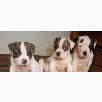 1-3 months Female Purebred American Bulldog