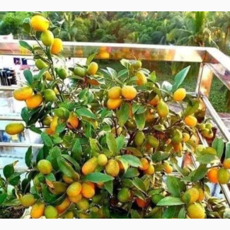 Fruiting Kumquat Seedlings