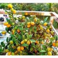 Fruiting Kumquat Seedlings
