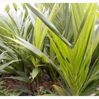 High Quality Oil Palm Seedlings Available