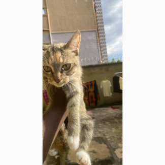 3-6 months Female Mixed Breed Mongrel (No Breed)