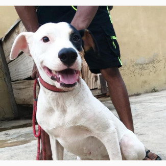 6-12 Month Female Purebred American Pit Bull Terrier