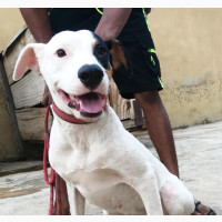 6-12 Month Female Purebred American Pit Bull Terrier