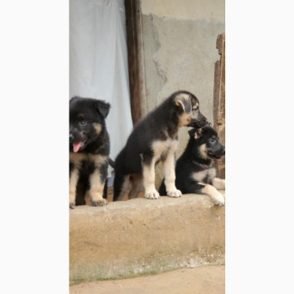 Purebred German Shepherd Puppies - 1-3 Months Old