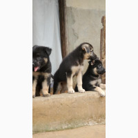 Purebred German Shepherd Puppies - 1-3 Months Old