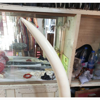 Brand New 36 Inches Original Ivory Elephant Tusks for Sale