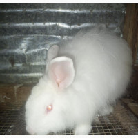 Angora Rabbit Male (Mixed Breed)