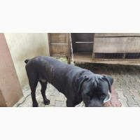 1+ year Male Purebred Cane Corso