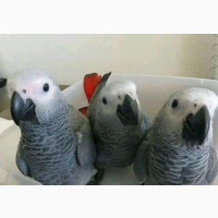 Feather Flock