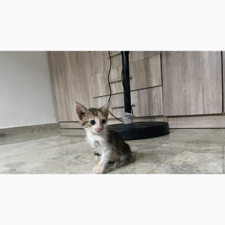 0-1 month Female Mixed Breed Somali
