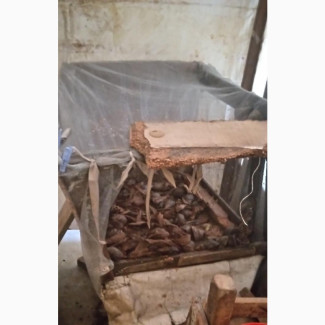 Snail Farming. Snail Slime. Snail for Sale