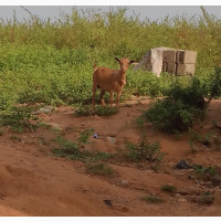 Female Goat for Sale - Well Nourished and Healthy