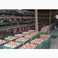 Fresh Eggs, Fresh Dry Fish, Frozen Chicken, Turkey and More at