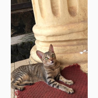 3-6 months Female Mixed Breed American Wirehair