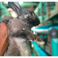Rabbit for Sale (American Chinchilla)