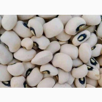 85kg of White Beans