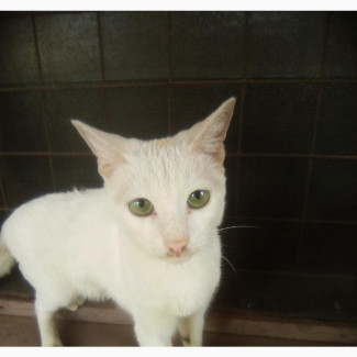 3-6 months Male Mixed Breed American Shorthair