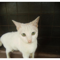 3-6 months Male Mixed Breed American Shorthair