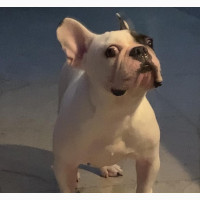 1+ year Male Purebred French Bulldog