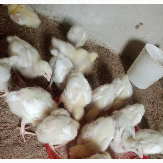 Broiler Chickens for Sale