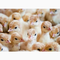 Healthy Day Old Turkeys Available