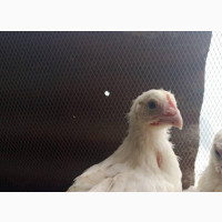 Different Sizes of Live Poultry Chickens for Sale