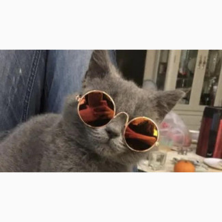 Colorful Pet Sunglasses for Cat and Small Pets