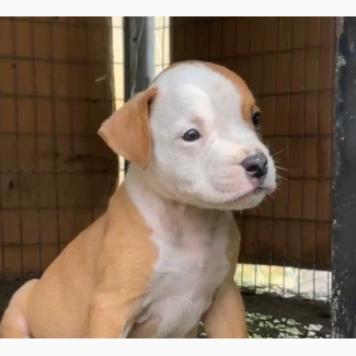 American Pit Bull Terrier Female Puppy Available for Adoption