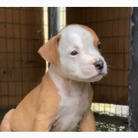American Pit Bull Terrier Female Puppy Available for Adoption