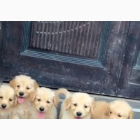 Female Purebred Golden Retriever 1-3 Months Old