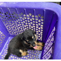 Purebred Rottweiler Puppies Available