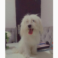 Male Purebred Lhasa Apso for Mating Services