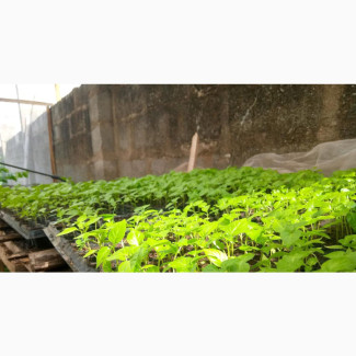 Seedling Trays
