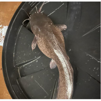 Fish Fingerlings and Juvenile for Sale