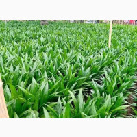 Hybrid Malaysia Super Gene Palm Seedlings