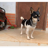 Chihuahua Stud/Mating Service