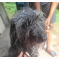 3-6 months Female Purebred Scottish Terrier