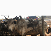 Affordable Cows for Sale