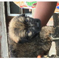 German Shepherd Puppies Available in Ibadan - Purebred and Adorable