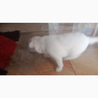 Lhasa Apso Mixed Breed Puppies Available - Male